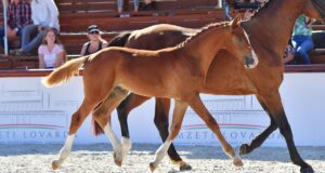 HSH Premium Foal Online Auction – opens September 11