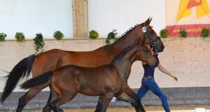 A special year: 17th Bavarian Elite Warmblood Foal Auction