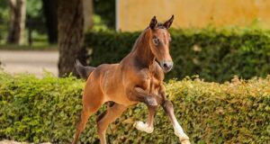 Swedish Equestrian Weeks: 2020 changes everything!
