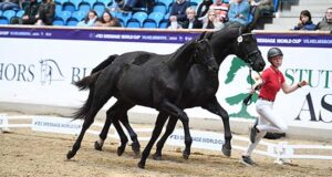 Blue Hors acquires price highlights at World Cup sale