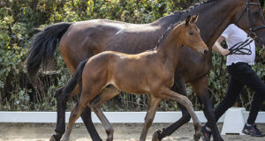 It’s all about Trakehner horses