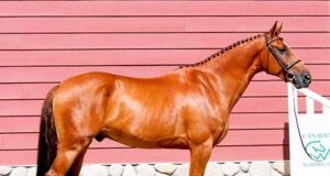 Canadian Warmblood Alberta hosts 26th Fall Classic Sale