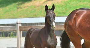 Oldenburg’s 93rd Fall Elite Auction raises top prices