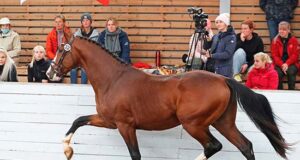 Great selection of stallions and mares for ESHBS