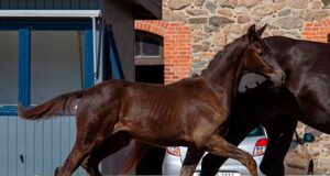 The 58th Trakehner Stallion Market declared a success!