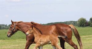 Part 1: Feeding management of the broodmare