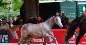 Holsteiner foal championship reflects current breed quality