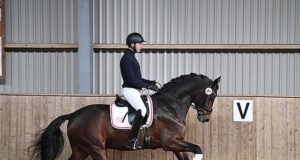 Danish Warmblood 35-day stallion test for 20 candidates