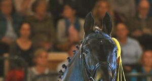 Trakehner Grafenstolz leads WBFSH eventing sires ranking