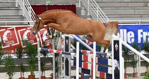 Stallions revealed for SF 10-day testing and championship