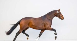 Auction time for talented young KWPN stallions