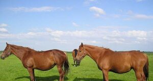 Feeding management of the broodmare: Part 2
