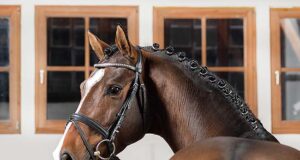 Seven Marbach state stud stallions pass their 50-day test