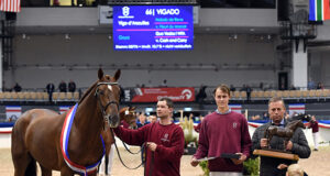 Expressive Holsteiner champion stallion, Vigado (Vigo d’Arsouilles)