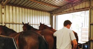 Breeding soundness exam for broodmares