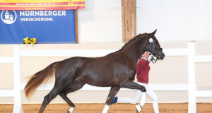 DSP Stallion Days