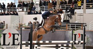 Selle Français: Successful 10-day stallion testing