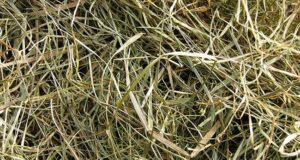 Feeding management of the broodmare: Part 3