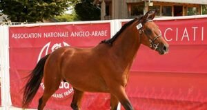 Presenting a very good AA vintage in Pompadour