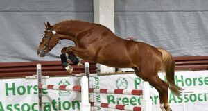 Polish stallions’ 100-day test internationally recognized