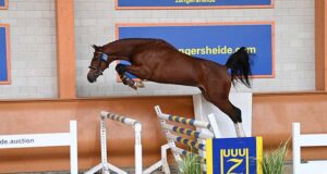 Influential sires present during Zangersheide expertise