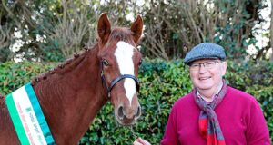 Performance pedigrees shine at HSI 2020 foal championship