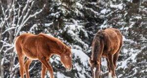 Around Canada’s provinces: It’s winter in Quebec