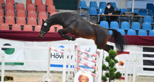 Top stallions under the online hammer for DSP