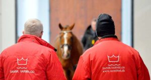 DWB lines up 62 stallion prospects from pre-selection