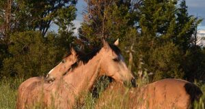 Feeding management: Part 4 – Healthy choices for pasture