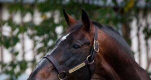 BWP stallion approval: 46 of the 113 candidates selected