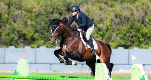 CWHBA Stallion Service Auction breaks the monotony!