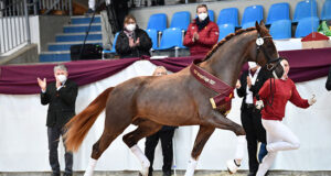 Sensational price for DSP champion stallion Benicio