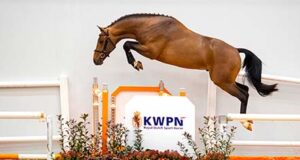 KWPN Select Sale: Click, see, and buy!