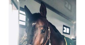 Qui Vive des Songes Z arrives to stand at stud in Ireland