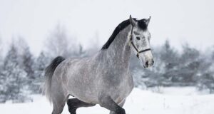 Corazon NW wins PZHK stallion performance test