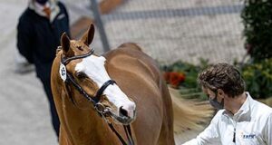 Online KWPN stallion selection a great success