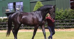 Ballypatrick Stables: “Don’t tell a mare, ask a mare”