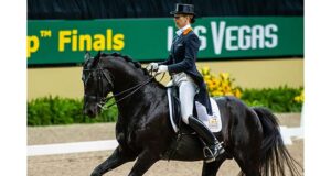 KWPN invites 44 dressage and 48 showjumping stallions showjumpers