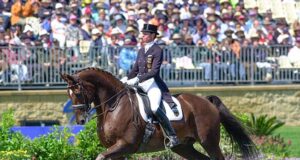 Latvian Warmblood: Horses for everyone