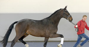 Westfalia offers 29 high-quality dressage and jumping prospects