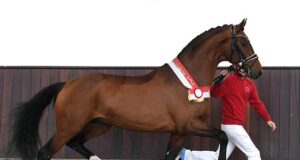 DWB stallion licensing home tour: Like a European finale