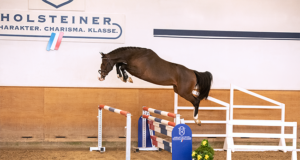 Holsteiner 35th Spring Auction ‘online’ opens TODAY