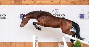 Record entries for AES stallion grading in Poland