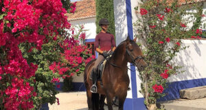 Stallion Equador MVL available for KWPN