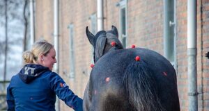 KWPN starts pilot project on biomechanics