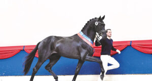 €515,000 price highlight for champion stallion Splendid