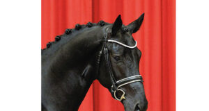 Oldenburg saddle licensing and auction begins tomorrow