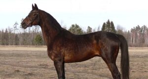 Horalas: An extraordinary Trakehner ambassador