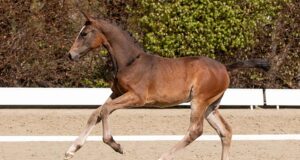 Bidding registration now open for Holsteiner foal auction